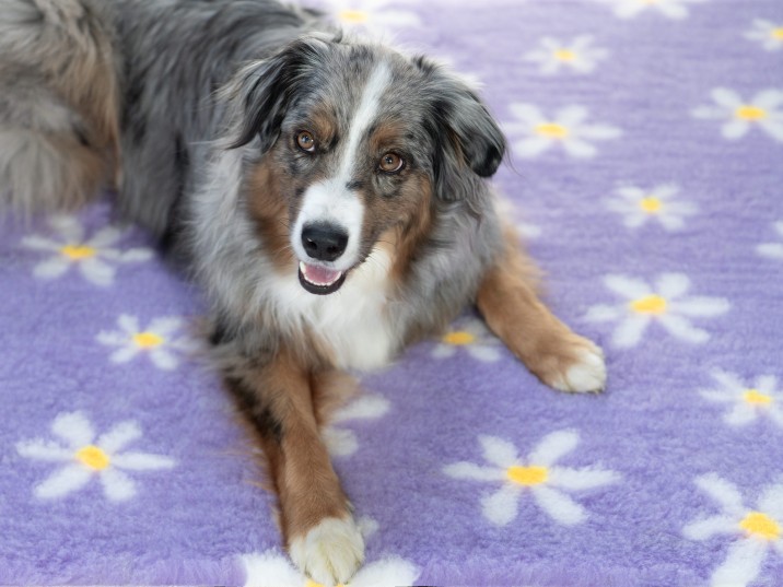 Das perfekte Reise-Hundebett